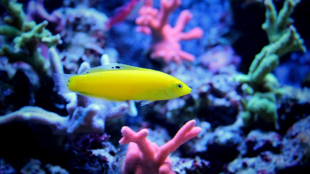 Yellow Coris Wrasse in reef tank
