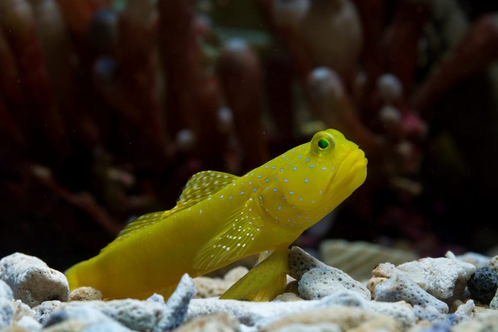 Yellow Watchman Goby perched on the bottom of the tank