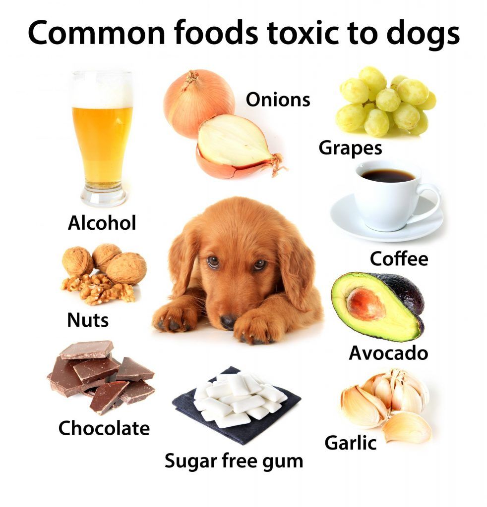 Infographic showing common foods that toxic to dogs. Onion, grapes, coffee, chocolate, garlic, and more.