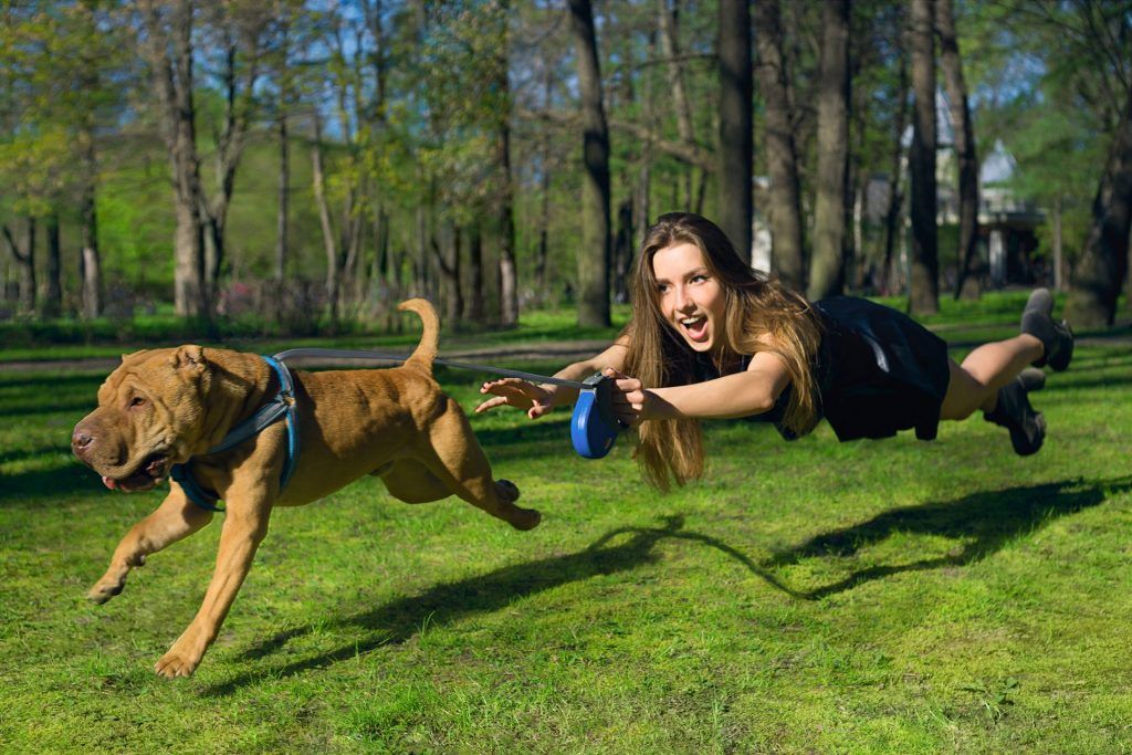 Dog pulling a woman off the ground while she still holds on to his leash