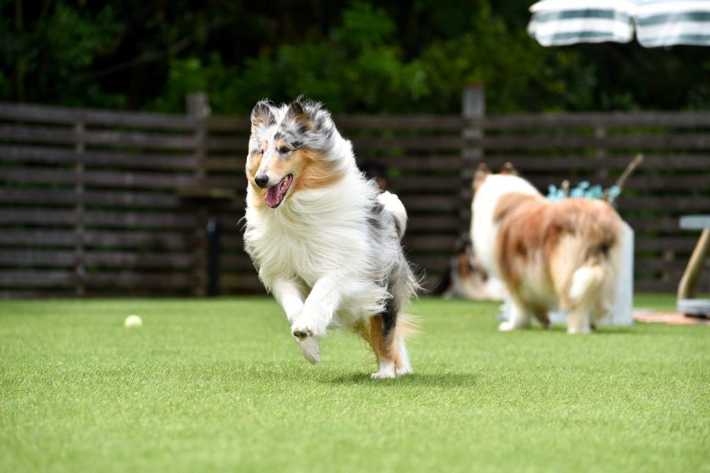 A collie running and playing on fake turf