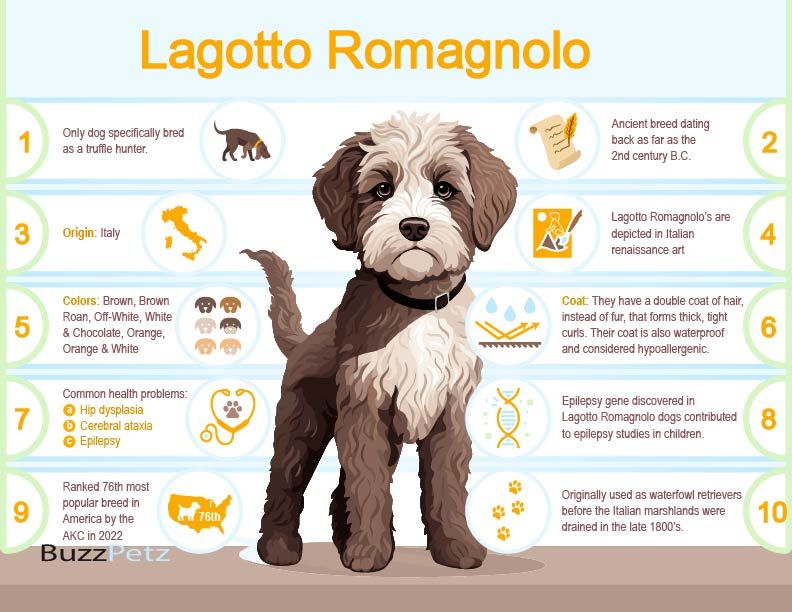 Lagotto Romagnolo dog breed infographic