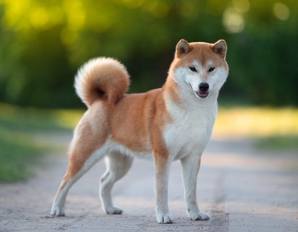 Shiba Inu confirmation photo standing in a road or path