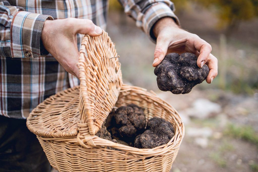 Man holding a basket of truffles showing off a large black truffle