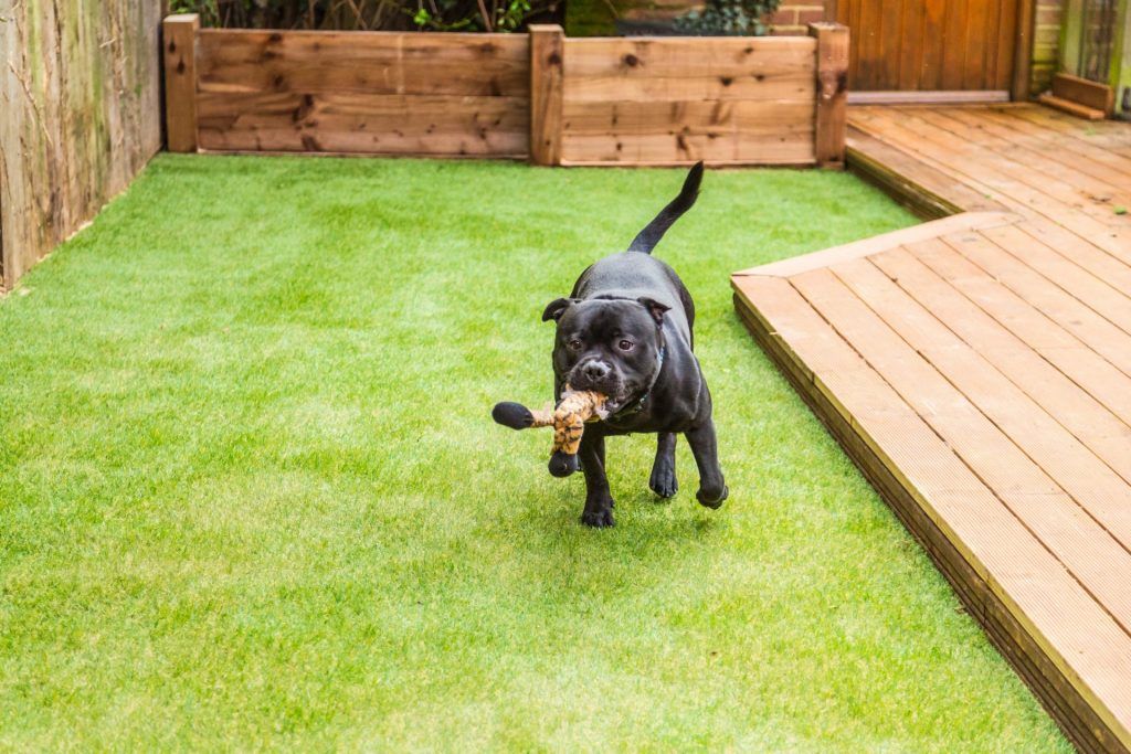 dog playing in a backyard with fake synthetic grass