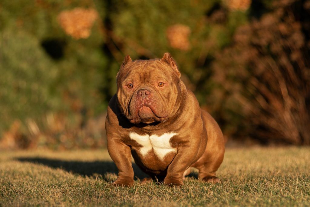 brown exotic bully sitting in the yard with a serious face