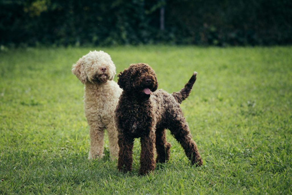 a brown lagotto romagnolo dog with an off-white lagotto romagnolo dog standing in a grassy field