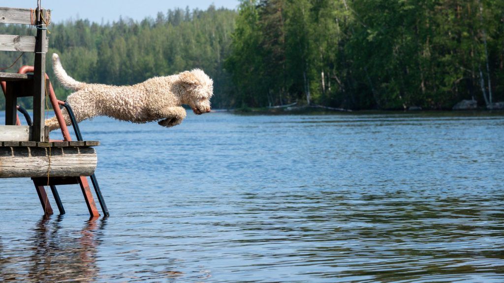 white lagotto romagnolo dog jumping off a dock into a lake
