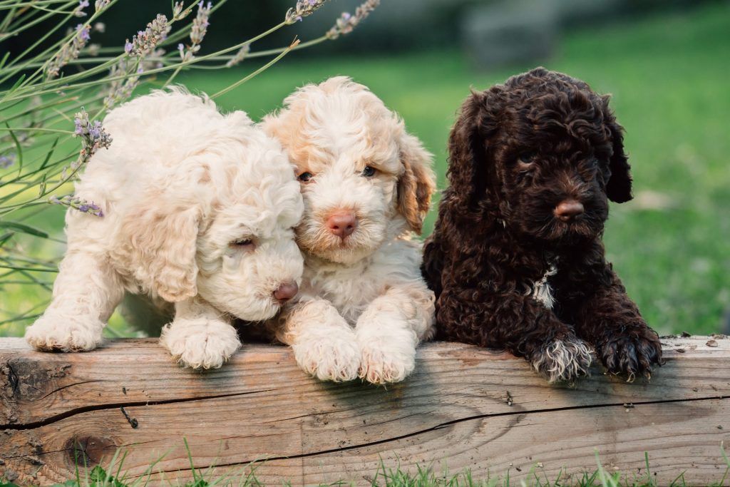 Three cute lagotto romagnolo puppies standing on a fallen tree