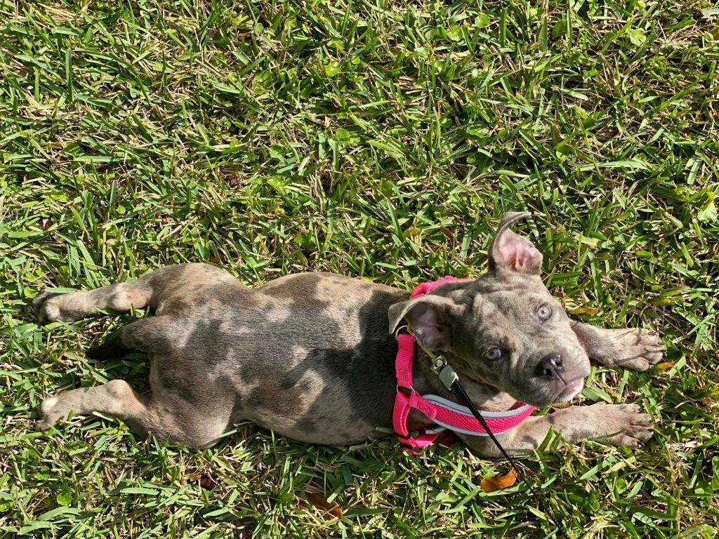 Merle colored exotic bully laying in the yard looking up at the camera with a harness on