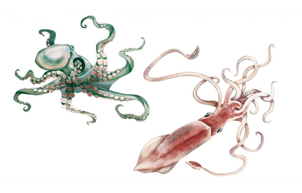 squid and octopus comparison