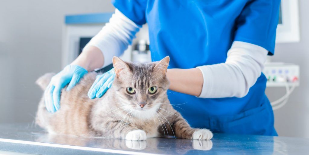 vet examining a cats sides and abdomend