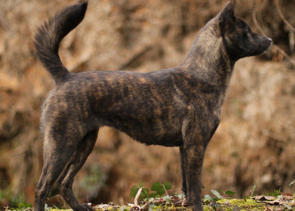 Kai ken with brindle coat side profile view