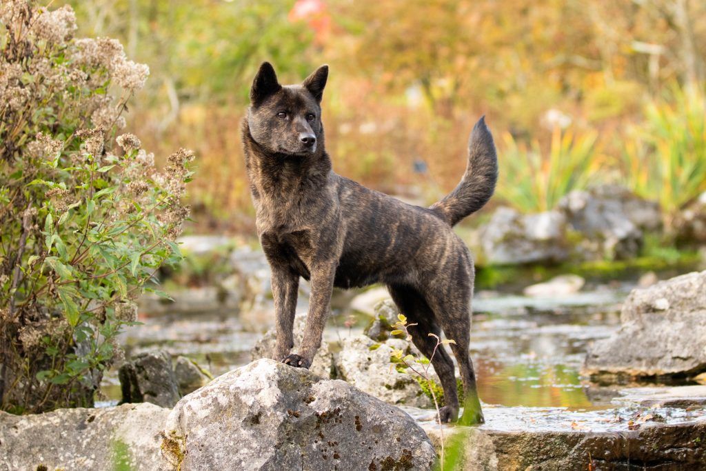 rare kai ken dog with brindle coat hiking along a mountain stream