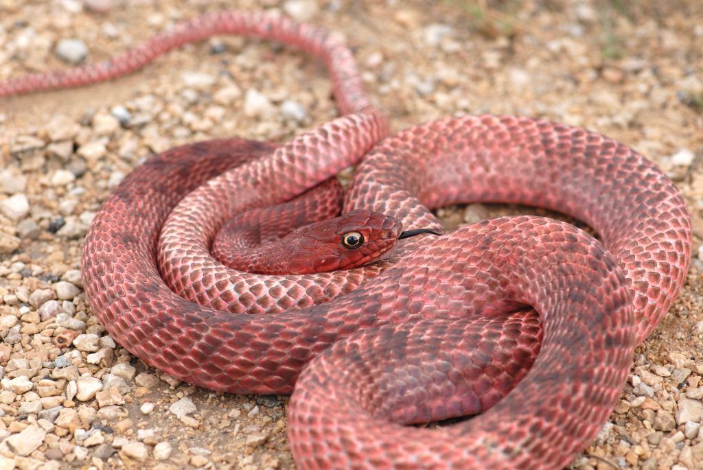 Coachwhip Snake Species Masticophis flagellum