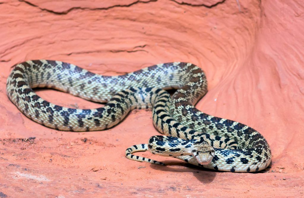 Gopher Snake Species Pituophis catenifer