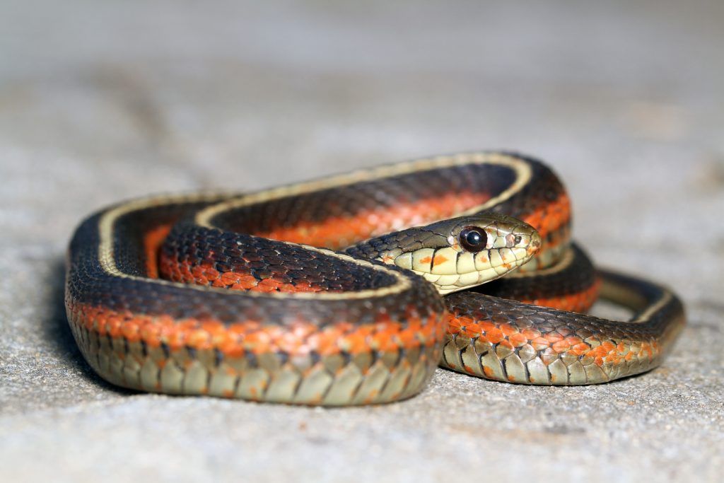 Mountain Garter Snake Species Thamnophis elegans