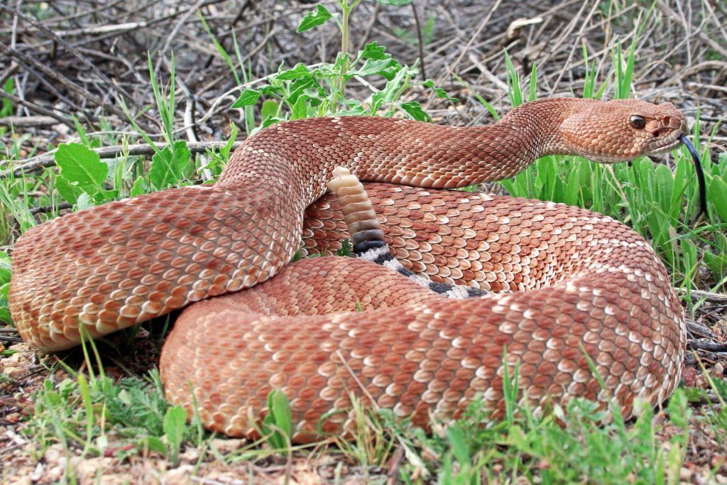 Red Diamond Rattlesnake Species: Crotalus ruber