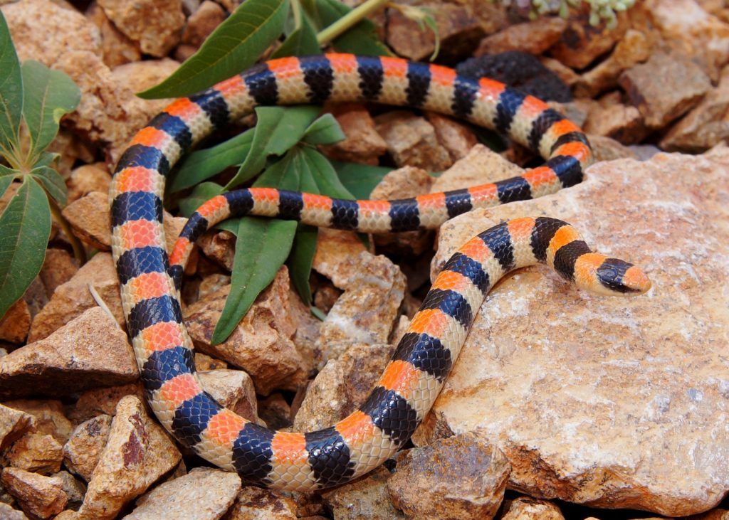 Variable Ground Snake Species: Sonora semiannulata