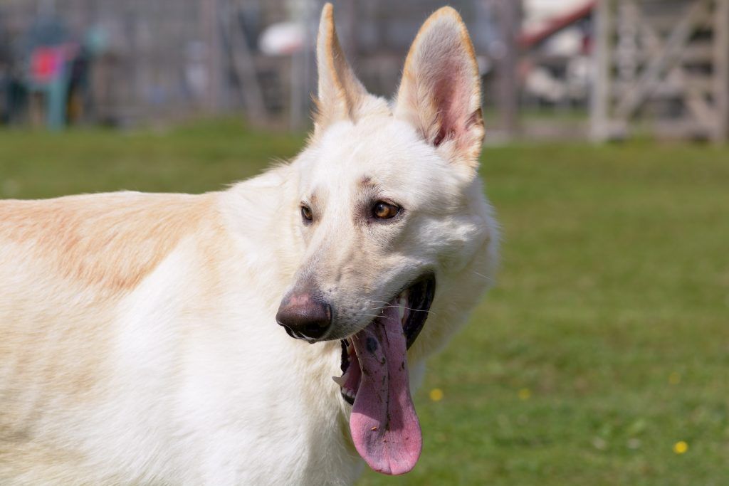 Blonde German Shepherd panting or yawning with black spots on his tongue
