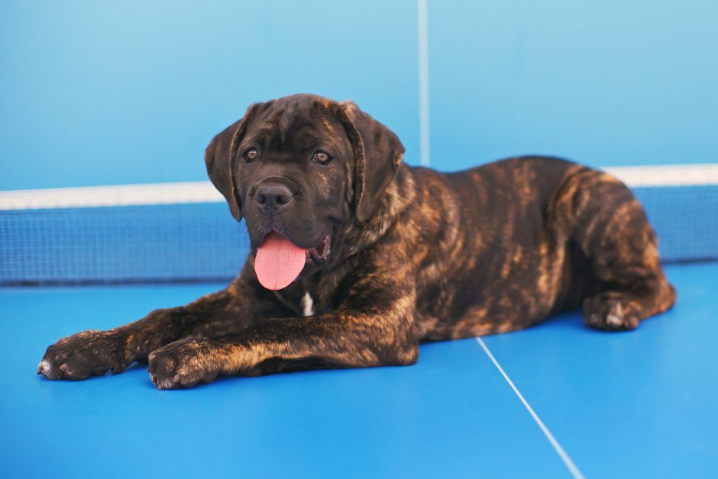 brindle cane corso puppy lying down