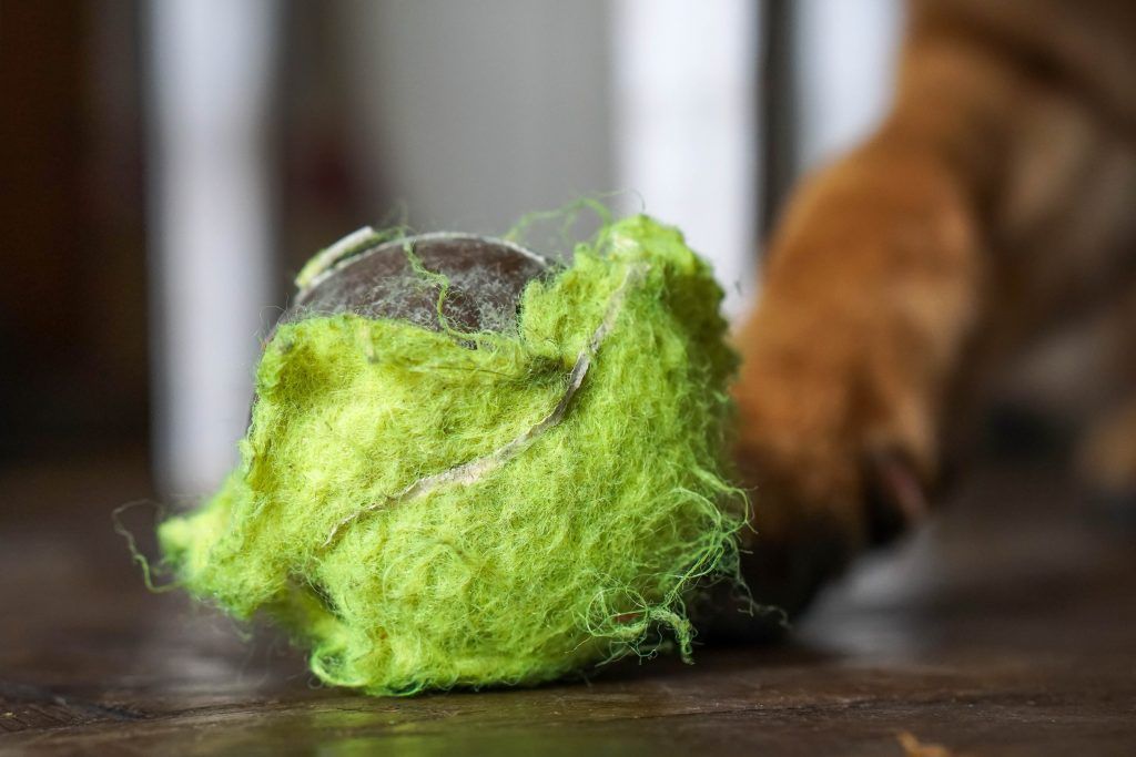 A tennis ball destroyed by dog chewing