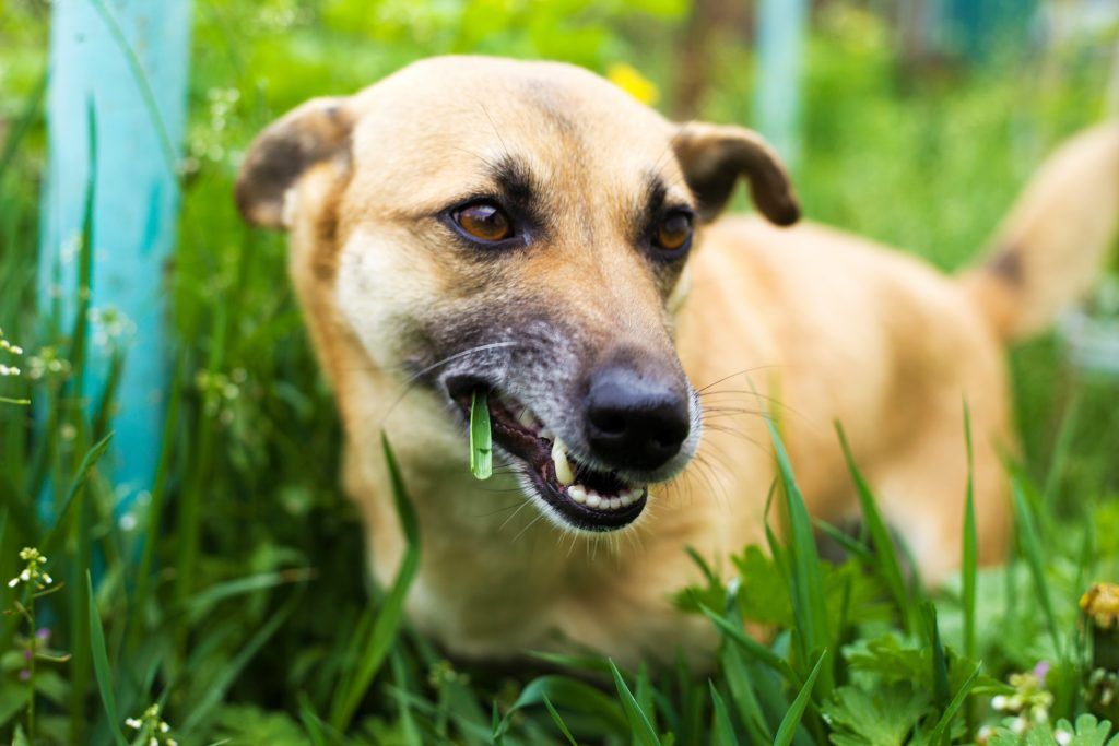 Dog chewing on grass