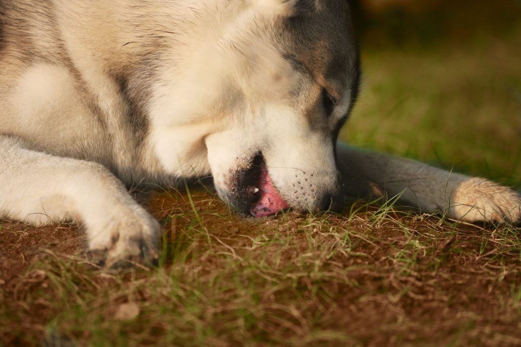Dog eating grass or licking dirt