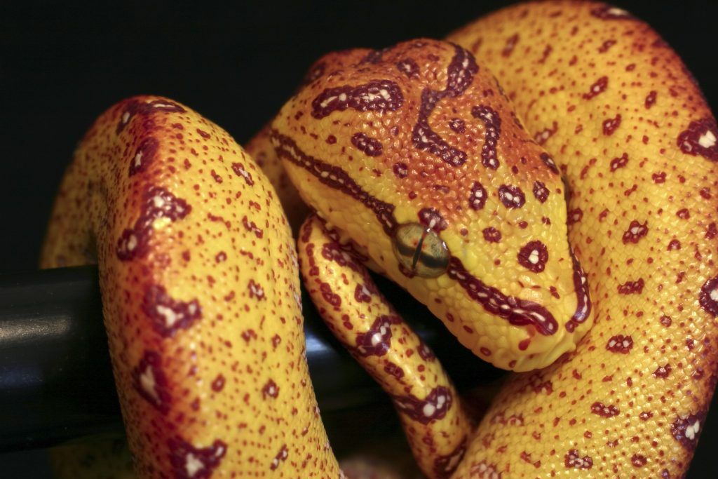 baby juvenile green tree python with red coloration close up