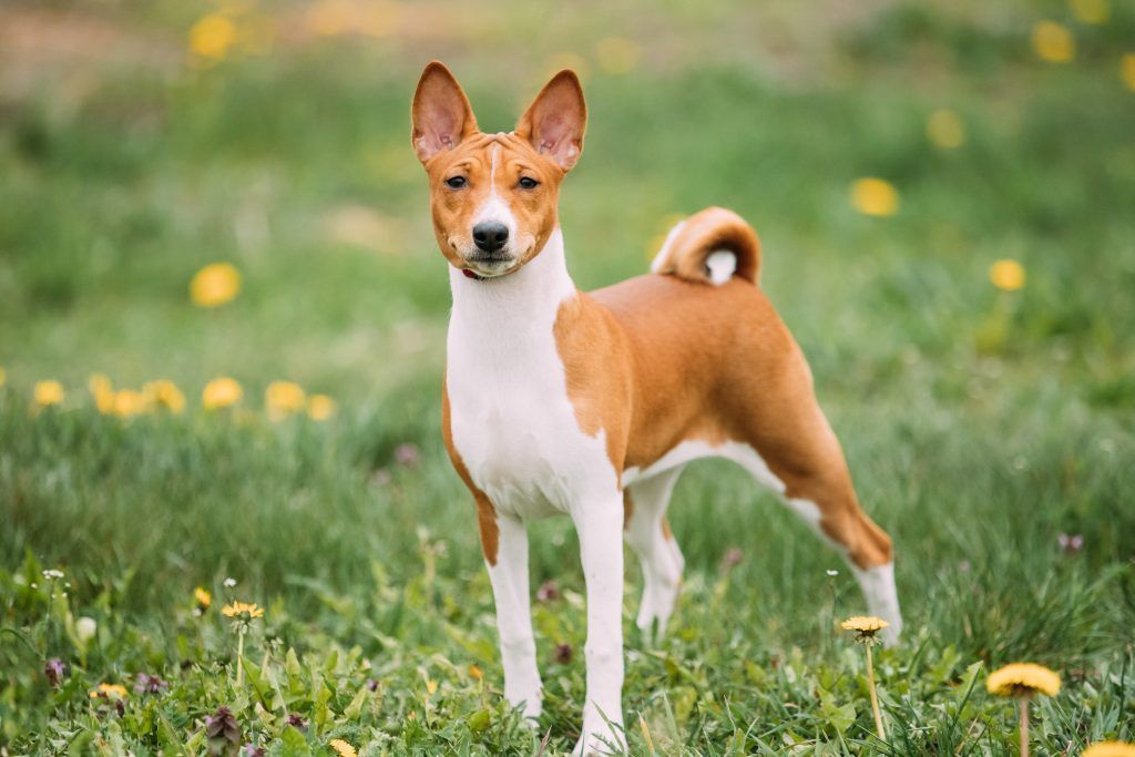 small African Basenji spitz dog in a field