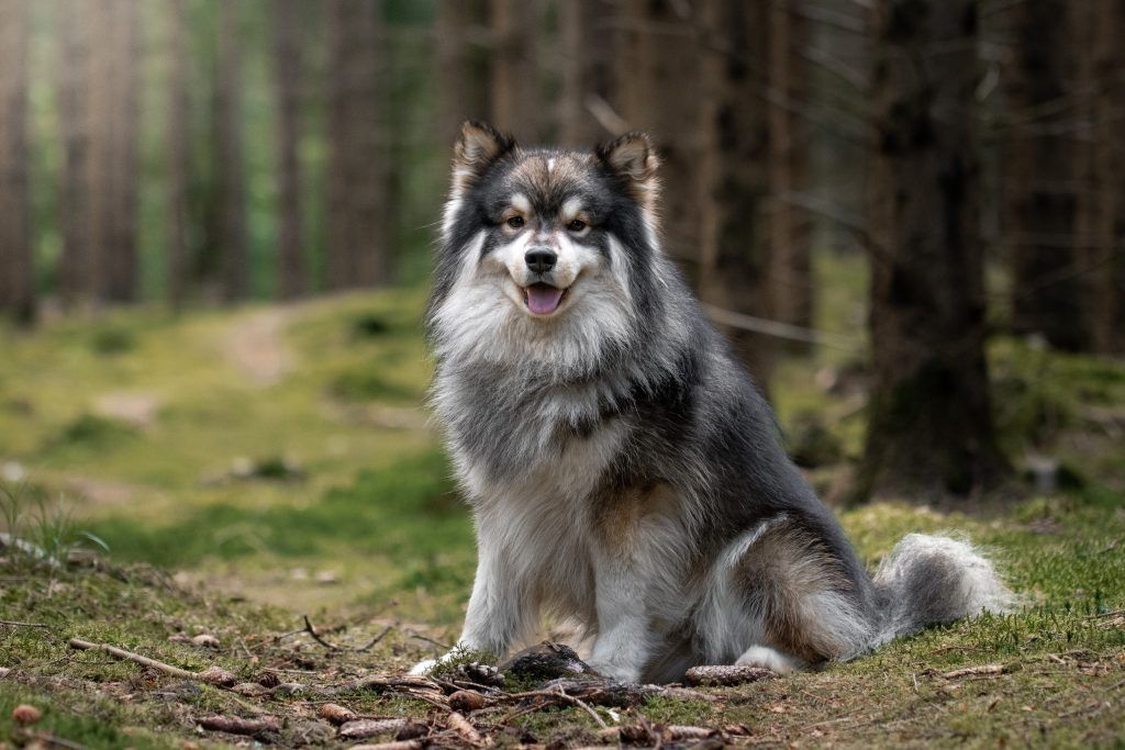 Finnish Lapphund posing in the woods