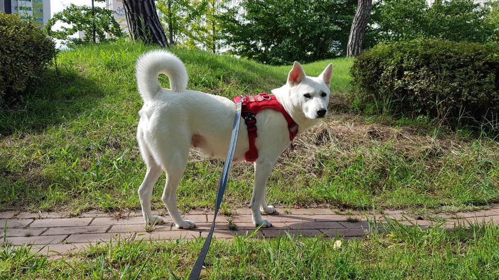 Korean Jindo spitz dog on a walk with chest harness