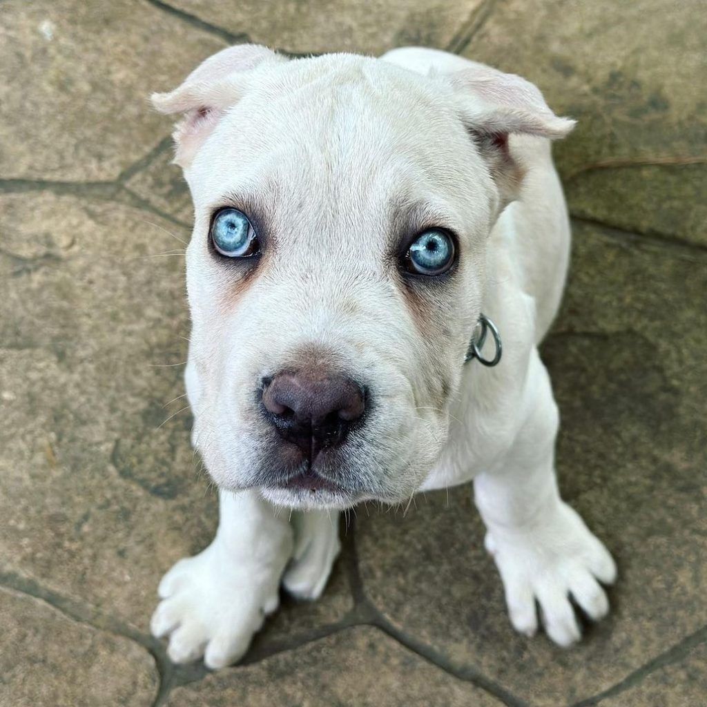 Straw Cane Corso puppy with blue eyes and a pink nose looking up at the camera