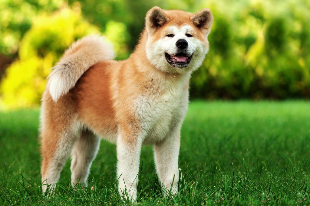 Akita Inu spitz dog breed standing in a grassy field