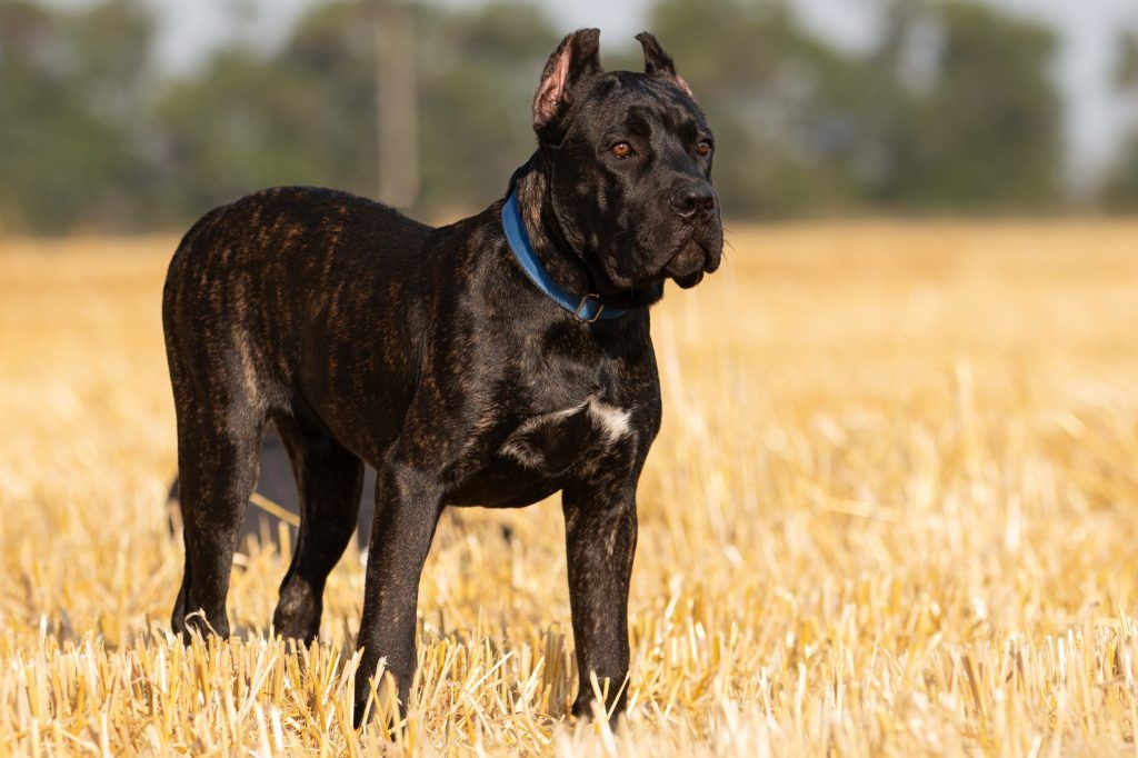 Black brindle Cane Corso standing in a wheat field