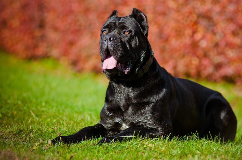Black Cane Corso lounging on the ground with his tongue hanging out