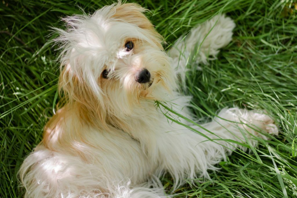 blonde maltese dog