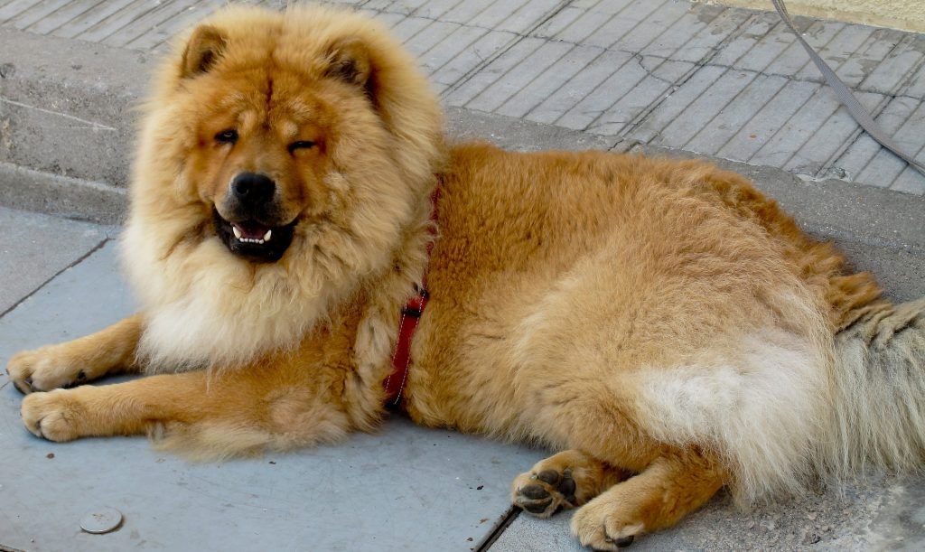 Blonde Chow Chow