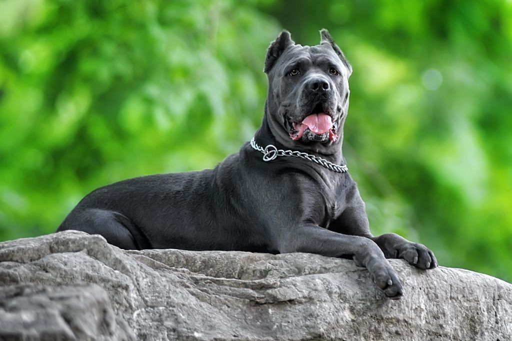 Blue Cane Corso sunbathing on a large rock with his tongue out