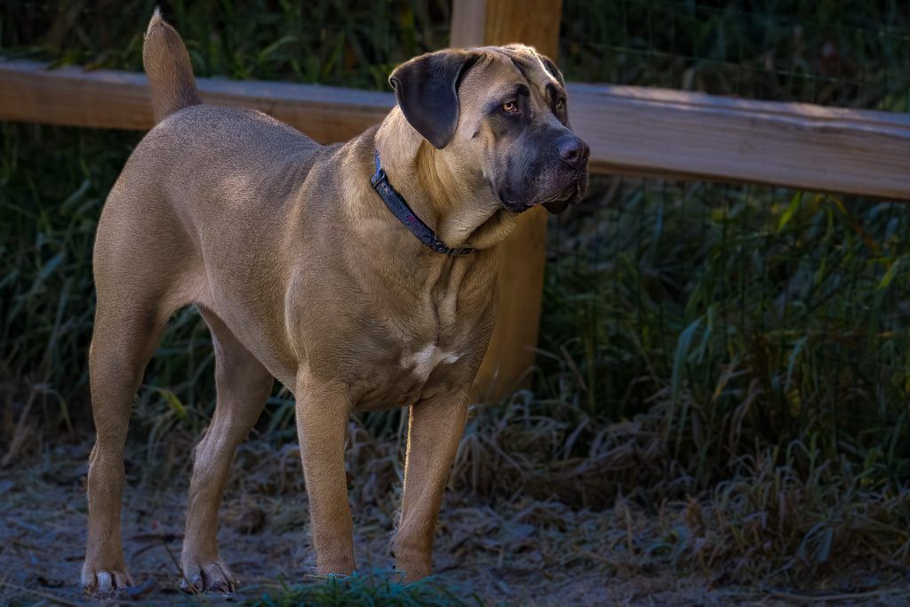 Blue fawn 'Formentino' Cane Corso standing next to a wood fence