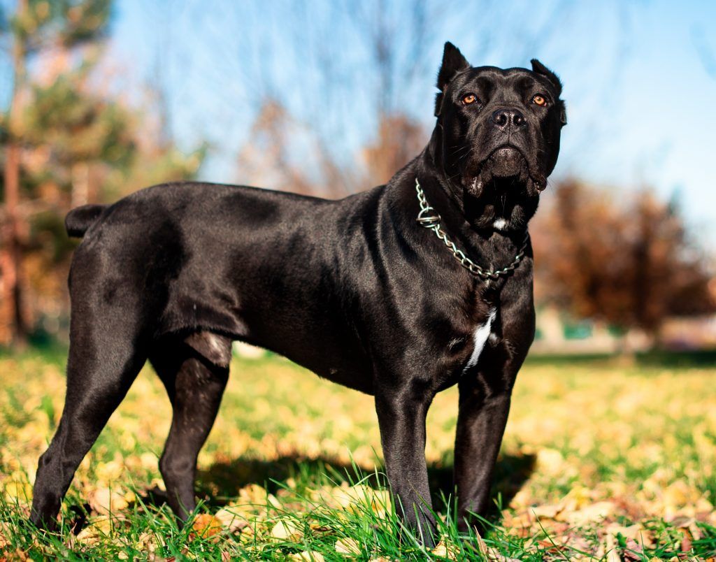 Black cane corso standing in a field, strong and imposing