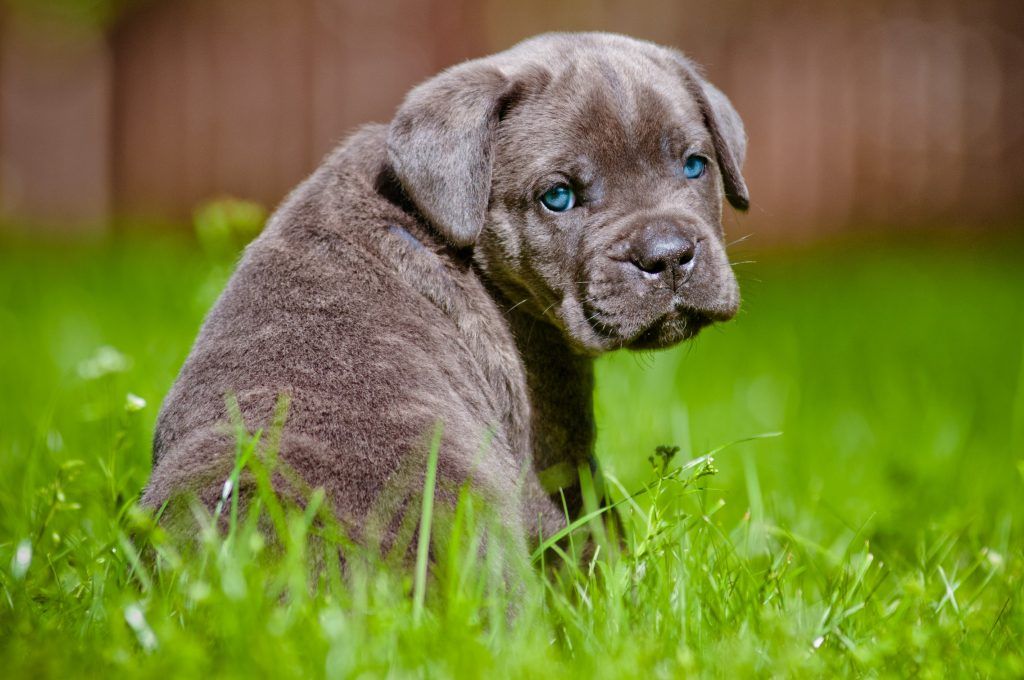 cane corso puppy with bright blue eyes