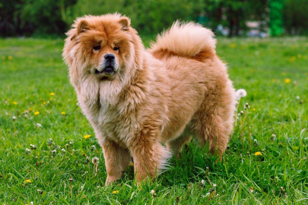 red Chow Chow spitz dog breed