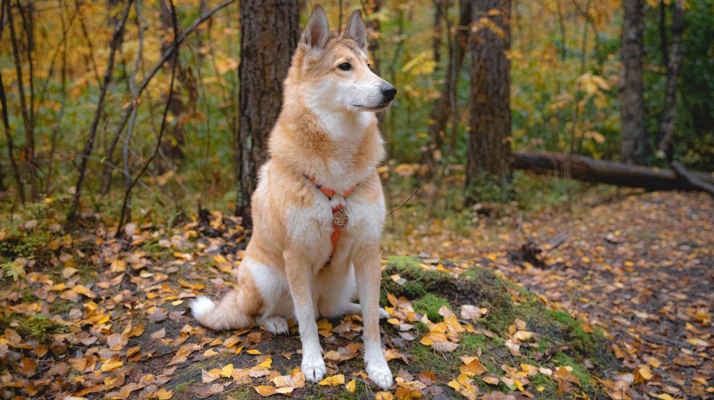 east siberian laika sitting in the woods along a path