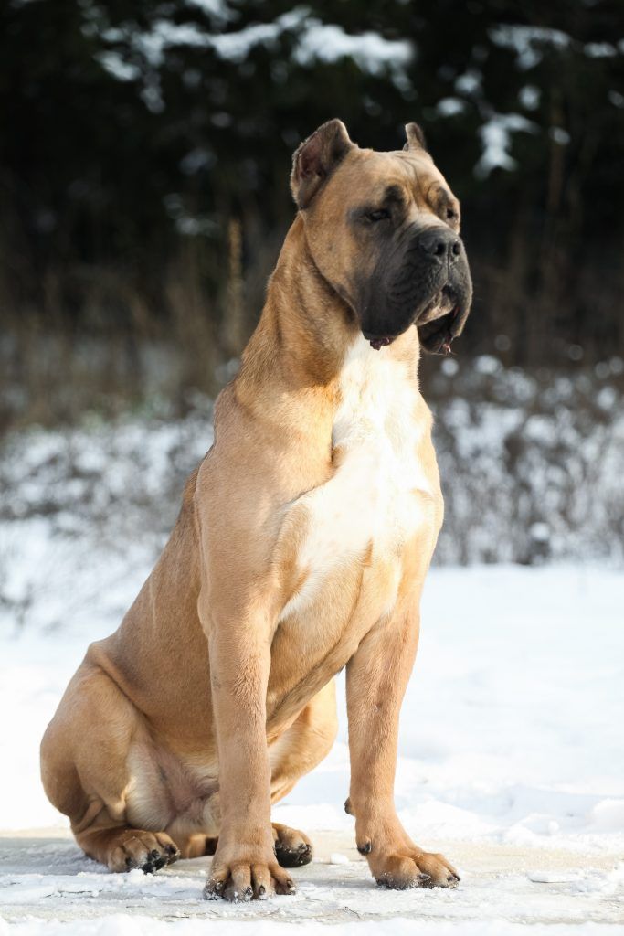 Fawn Cane Corso sitting at attention on snow covered ground