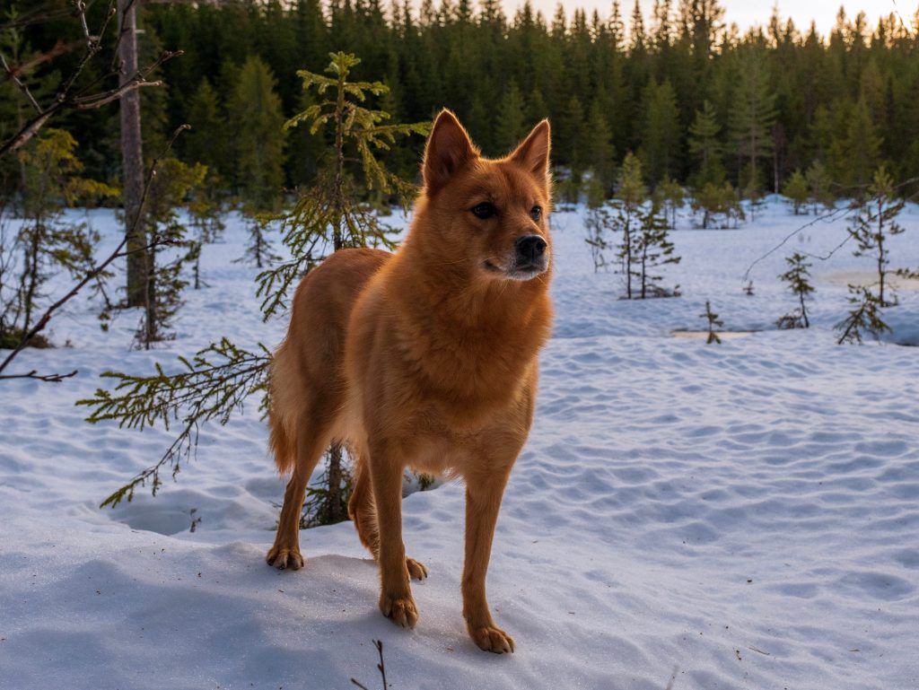 finnish spitz dog in the snowy wildnerness