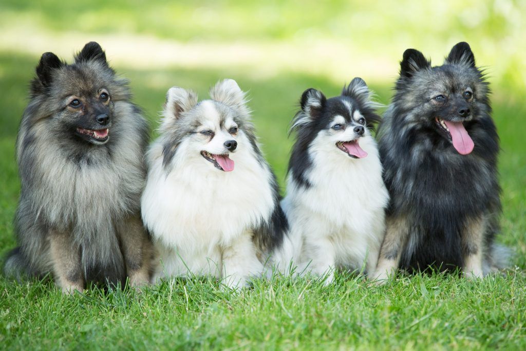 four German Spitz dogs sitting in the grass