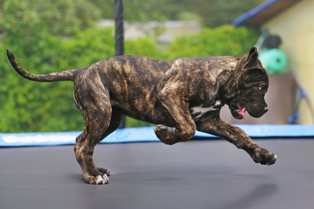 Gray brindle cane corso puppy playing on a trampoline