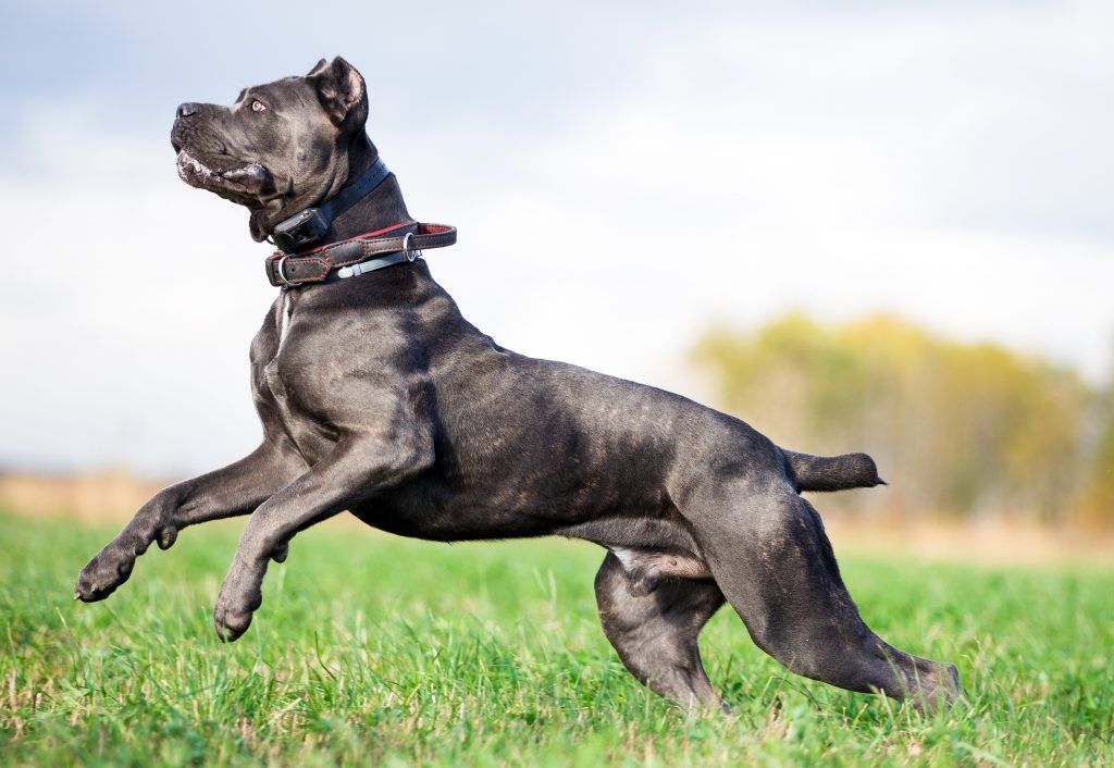 Gray Cane Corso running and jumping in a field