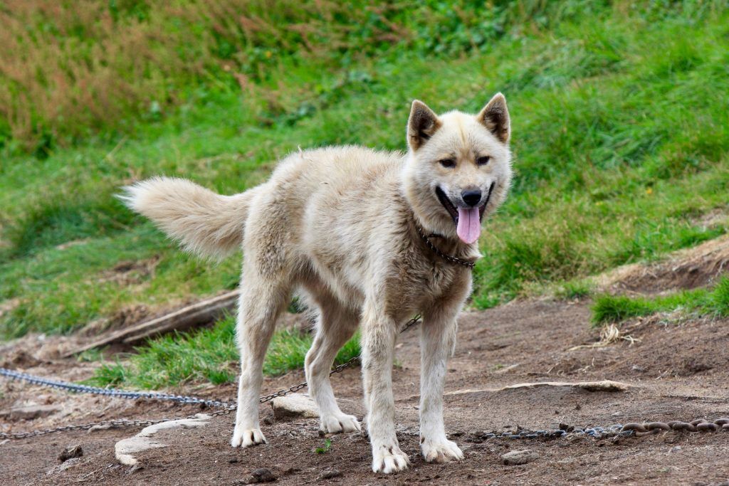 Greenland dog on a dirt path with wildflowers to the side